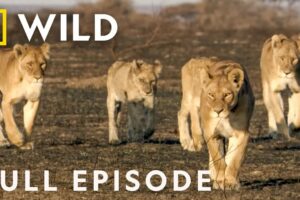 Turf Wars: World's Angriest Animals (Full Episode) | Animal Fight Night