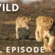 Turf Wars: World's Angriest Animals (Full Episode) | Animal Fight Night