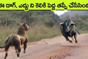 UNBELIEVABLE Animal Moments Ever Caught On Camera | facts in telugu | virinchi facts | animals