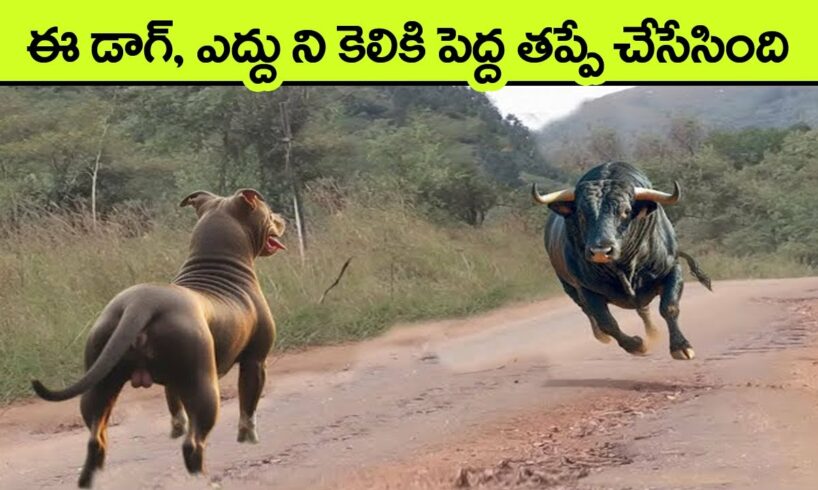 UNBELIEVABLE Animal Moments Ever Caught On Camera | facts in telugu | virinchi facts | animals