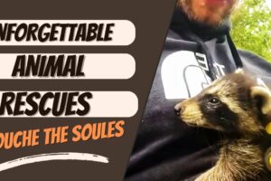 Unforgettable Animal Rescues! That Touch The Soul! #fyp #viral