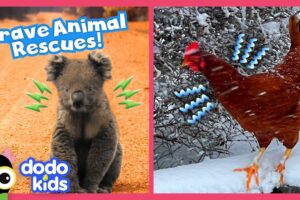 Unlikely Heroes Save Animals From Snow and Fire! | Dodo Kids | Rescued!