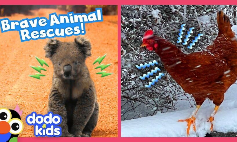 Unlikely Heroes Save Animals From Snow and Fire! | Dodo Kids | Rescued!