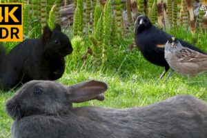 Videos for Cats to Watch 😺📺 Cute Birds, Squirrels, Bunnies on the Green Grass 🐰 8 Hours(4K HDR)