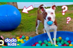 Wait! Where’s My BALL?! | Dodo Kids | Funny Dog Videos