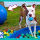 Wait! Where’s My BALL?! | Dodo Kids | Funny Dog Videos