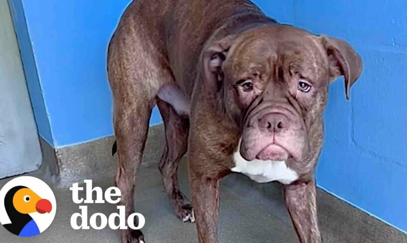 Watch This Sad-Faced Shelter Dog Start Smiling Nonstop | The Dodo Pittie Nation