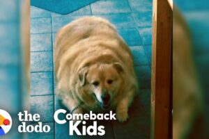 Watch What Happens When This Dog Loses 100 Pounds! | The Dodo Comeback Kids