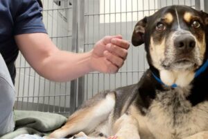 Watch this shelter dog melt the first time he's pet - family dumped him because they were moving 😔