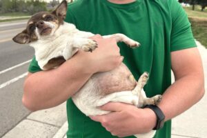 We adopted a sad and obese chihuahua