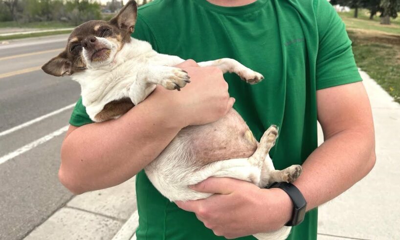 We adopted a sad and obese chihuahua
