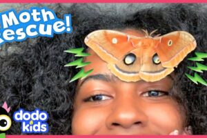 What In The World Did This Giant Moth Leave Behind? | Dodo Kids | Rescued!