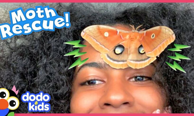 What In The World Did This Giant Moth Leave Behind? | Dodo Kids | Rescued!