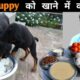 What To Feed A Puppy | New Puppy Diet Plan | Puppies Full Day Of Eating
