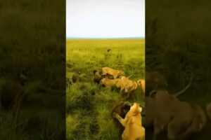 When Prey Fights Back #animals #trending #shorts #viral