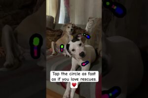 When you see the circle tap it as fast as you can. #rescue #pitbull #pitbullrescue #dog #funnyvideos