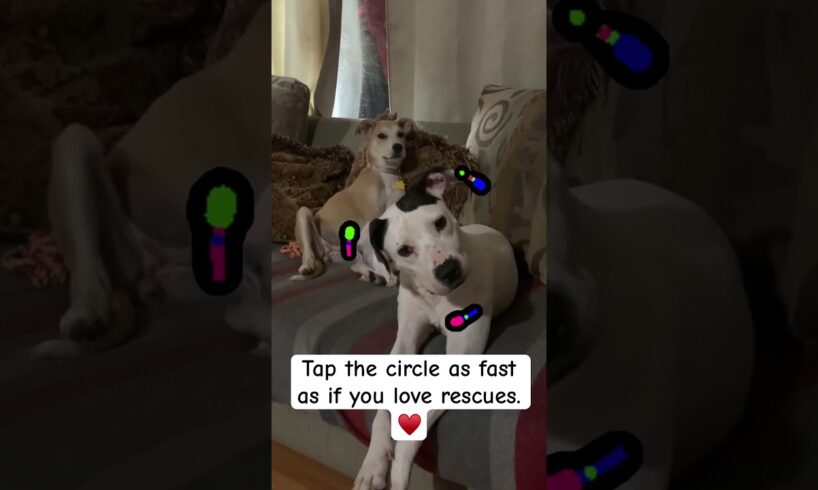 When you see the circle tap it as fast as you can. #rescue #pitbull #pitbullrescue #dog #funnyvideos