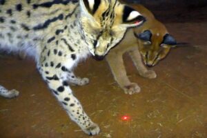 Which African BIG & Small Cats Play With Laser Light Toys? | Cheetah Leopard Lion Caracal Serval