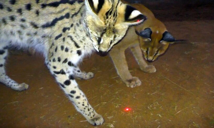 Which African BIG & Small Cats Play With Laser Light Toys? | Cheetah Leopard Lion Caracal Serval