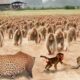 Whole Baboon Family Was Destroyed By Leopard | Animal Fight | Leopard vs Baboon