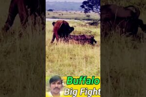 Wild Buffalos Big Fight