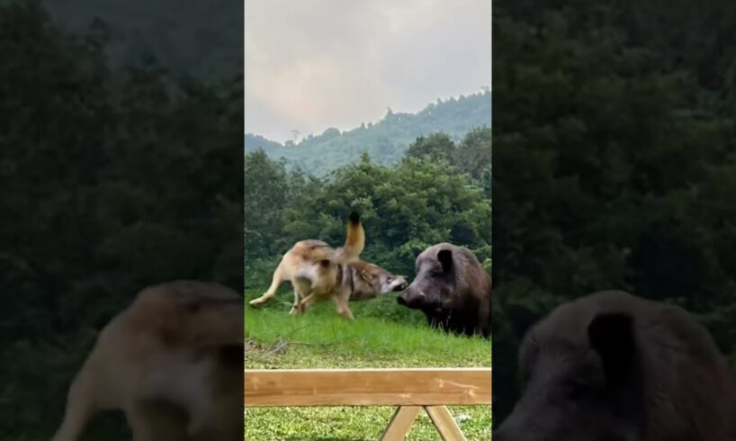 Wild boar encounters wolf, wild animals at close range, animal fighting strength competition