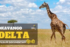Wildlife documentary in hindi - Okavango Delta । हिन्दी डॉक्यूमेंट्री, Wild animals in Africa