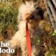 Woman Rescues A Dog And Doesn’t Know She’s Pregnant | The Dodo