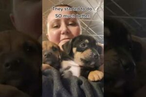 Woman Rescues Litter of Abandoned Puppies in Freezing Cold Weather - 1417263