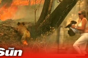 Woman saves scorched koala from Australian bushfire