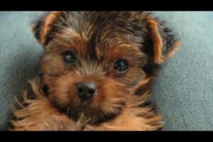 Yorkie, Cute puppies,  Mishka, the best dog ever!!