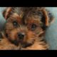 Yorkie, Cute puppies,  Mishka, the best dog ever!!