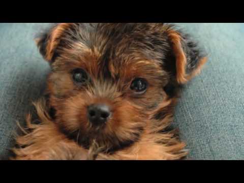 Yorkie, Cute puppies,  Mishka, the best dog ever!!