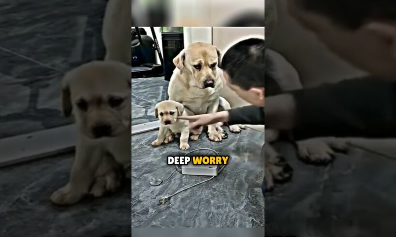 You CAN’T Handle this dog and her puppy’s reaction 🥺❤️‍🩹 #shorts