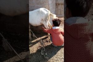 #animals A child is playing  with a goat #goat #funny