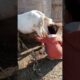 #animals A child is playing  with a goat #goat #funny