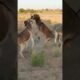 #animals #donkey #shortfeed #reels #viral #janwar