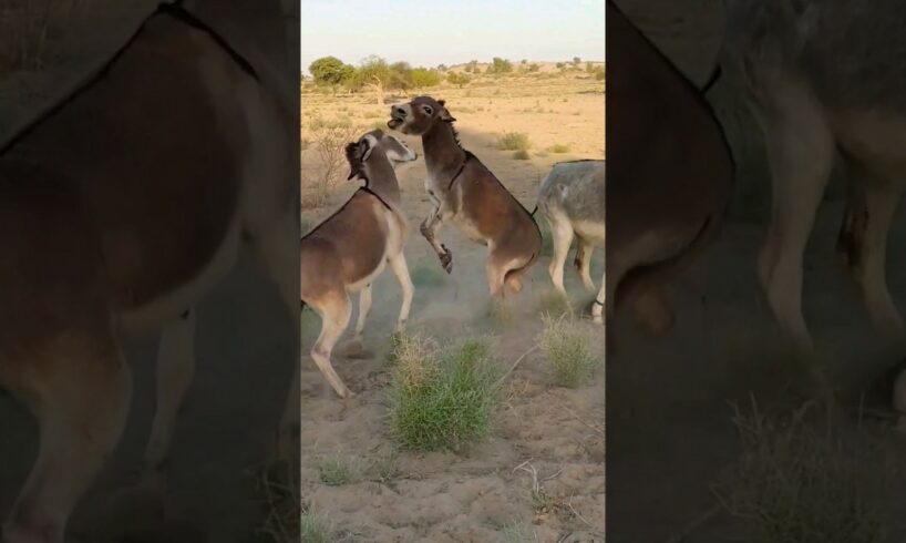 #animals #donkey #shortfeed #reels #viral #janwar