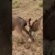 #animals #shortfeed #donkey #pets #reels #viral