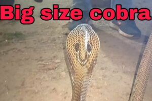 cobra snake rescue #venomoussnake #snakechannel #cobra #snake #naag #subscribemychannel