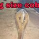 cobra snake rescue #venomoussnake #snakechannel #cobra #snake #naag #subscribemychannel