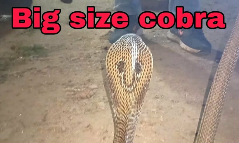 cobra snake rescue #venomoussnake #snakechannel #cobra #snake #naag #subscribemychannel