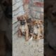 #cute Puppies #cutest #puppy #shorts #viral #puppyvideos #ytshorts #pets #cuteness #shortvideo