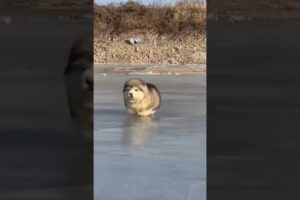 cute Puppies 😍♥️ super cute Alaskan malamute dogs ♥️