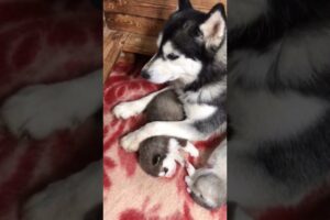 cute husky puppies with mother ] soo cute puppies