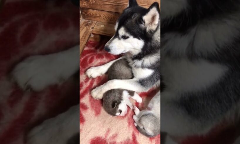 cute husky puppies with mother ] soo cute puppies