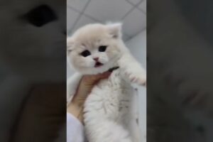 cute kitten 🌺🌸💓