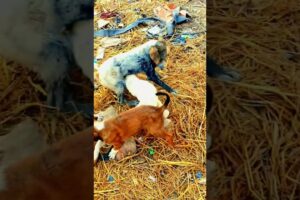 cute puppies are playing 🥰😘🐶#dog #dog123 #cute #bulldog #pets #dog101 #bog #shortvideo #viral