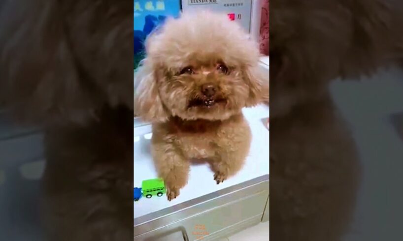 cute puppies crying #animal #puppy #pets