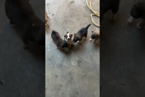 ❤️❤️❤️cute puppies #cute #pets #puppies #wetnoses